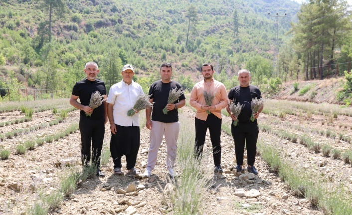 Alanya Belediyesi’nin lavanta bahçesinde ilk hasat yapıldı!